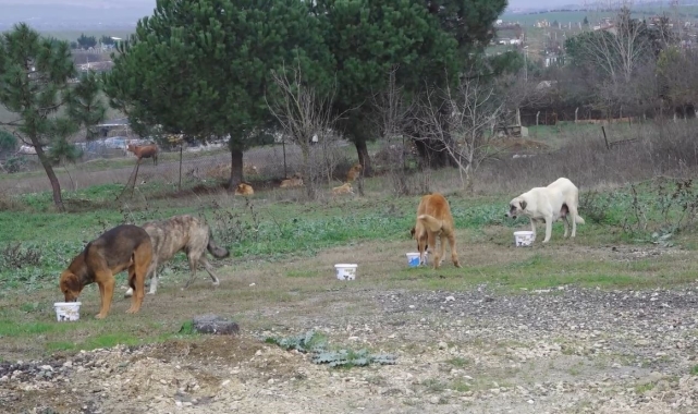 Büyükçekmece Belediye Başkanı Akgün: "Devlet katkı sağlarsa sokak hayvanları sorunu 5 yılda çözülür"
