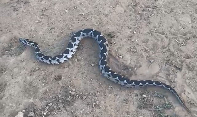 Çankırı'da Osmanlı engereği görüntülendi