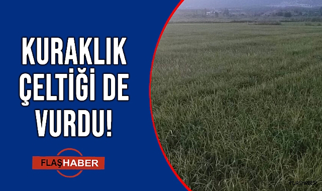 ÇELTİK ÜRETİCİSİ DİKEN ÜSTÜNDE!