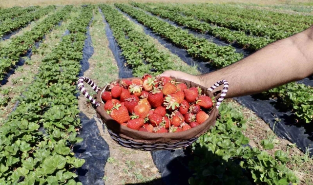Çilek yetişmez denilen topraklardan 1 yılda 400 ton verim alındı