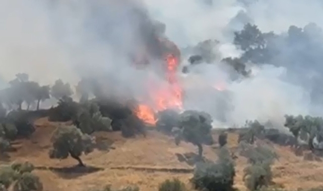 Çine'de zeytinlik alanda yangın çıktı