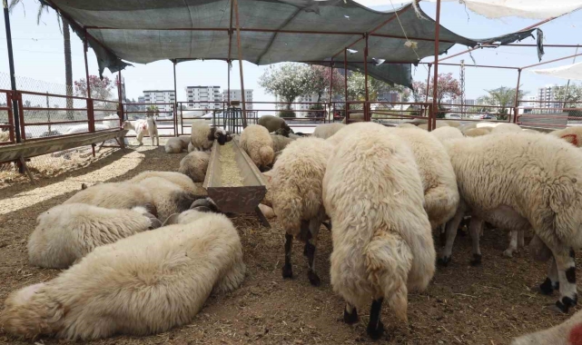 Çukurova'da kurban satış alanları denetleniyor