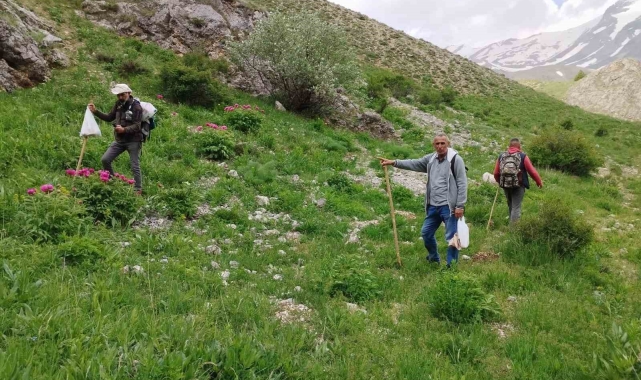 Dağlarda 20 kilometre yol kat edip mantar topluyorlar