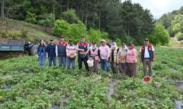 Denizli çilek üretiminde önemli bir konuma ulaştı