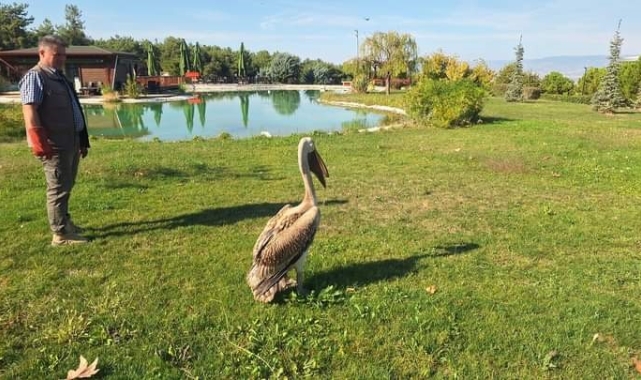 Denizli'de günde yaralı 40 kuşa yardım ediliyor