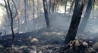 Denizli'de ormanlık alanda çıkan yangın büyümeden söndürüldü