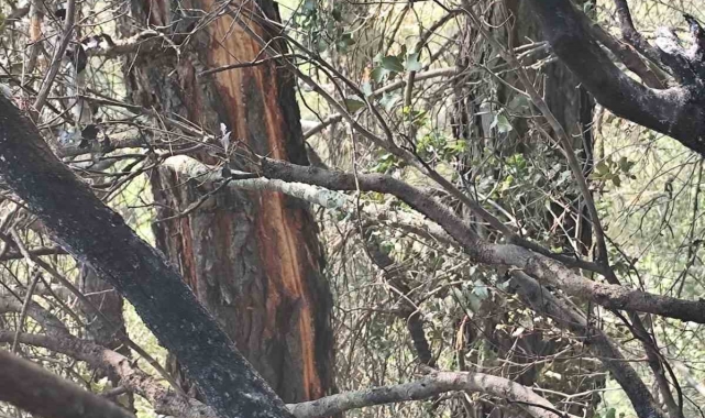 Denizli'de yıldırım yangına neden oldu