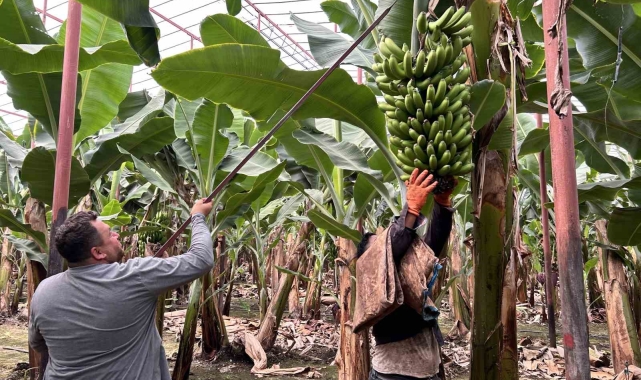 Deprem bölgesinde bereketli hasat: Muz seradan 32 TL'den alıcı buluyor