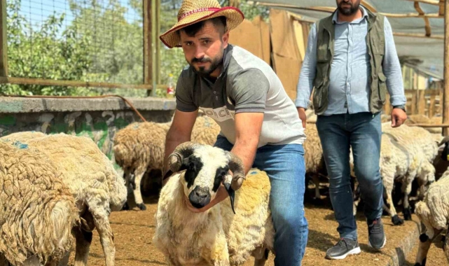 Diyarbakır'da hayvan pazarlarında bayramın son günü yoğunluk arttı
