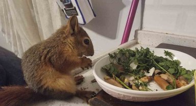 Doğada buldukları sincabı kışın korudular, yazın doğaya bıraktılar