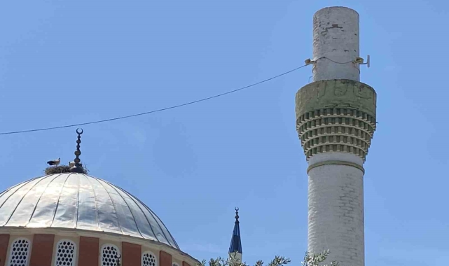 Dolu yağışından kurtulan leylekler mahallelinin tesellisi oldu