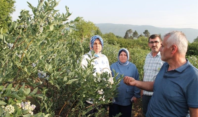 Düzce'de Maviyemiş hasadı başladı