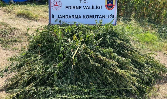 Edirne'de 5 bin 950 kök kenevir yakalandı