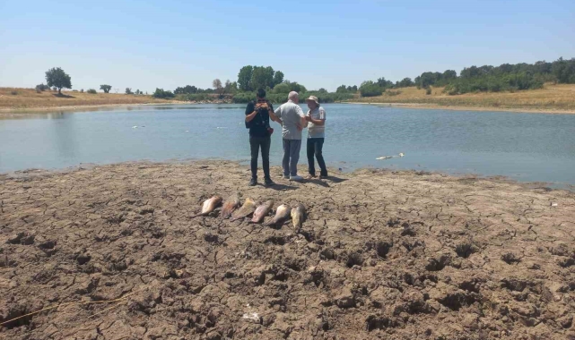 Edirne'de toplu balık ölümleri ile ilgili soruşturma başlatıldı