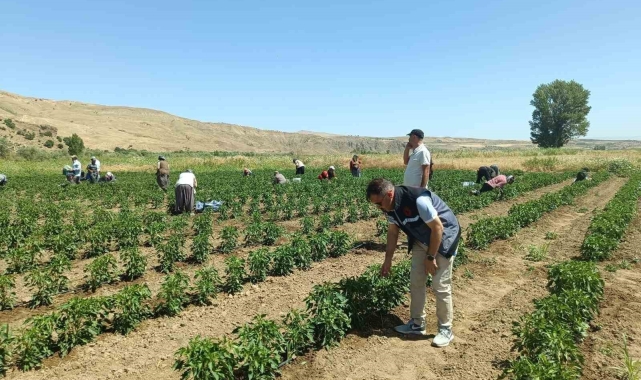 Elazığ'da 40 dekarlık alanda sebze hasadı