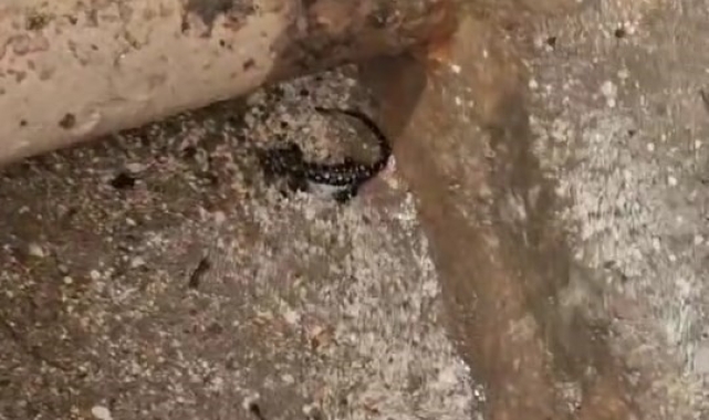 Elazığ'da koruma altında olan benekli semender görüldü