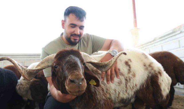 Elazığ'da kurbanlıklar görücüye çıktı