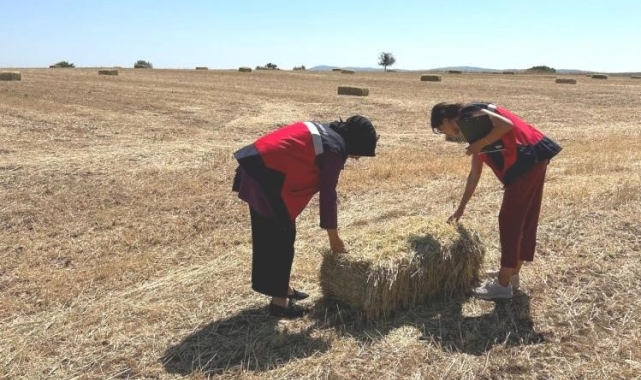 Emet'te yem bitkileri desteklemesi arazi kontrolleri