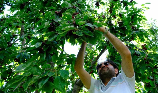 Erzincan'da dalları bastı kiraz