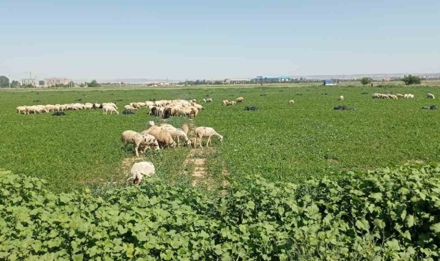 Eskişehir'de çiftçiler satamadıkları maydanozu koyunlara yedirdi