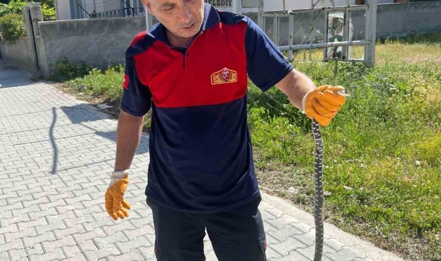 Eve giren yılan paniğe neden oldu