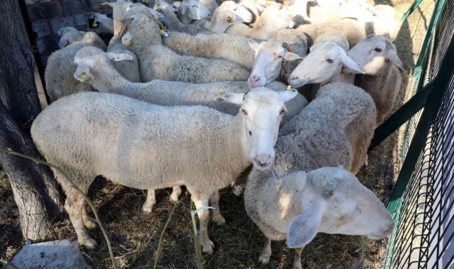 Eyüpsultanlı 55 şehit için kurban kesildi