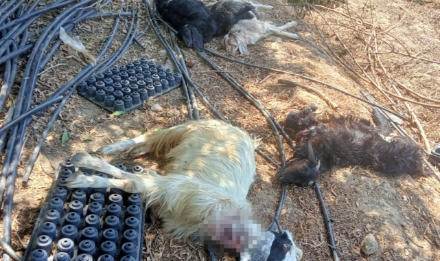Gazipaşa'da bahçeye giren kurt hayvanları telef etti