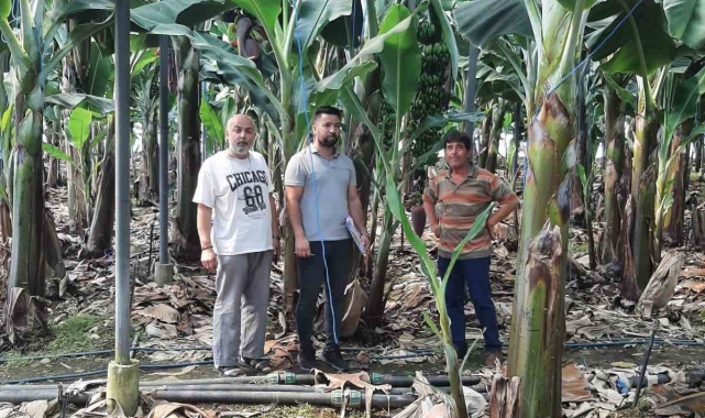 Gazipaşa'da muz bahçeleri incelendi