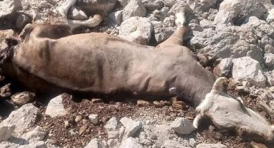 Gazipaşa'da yaylada inek ve buzağısı kurtlar tarafından telef edildi