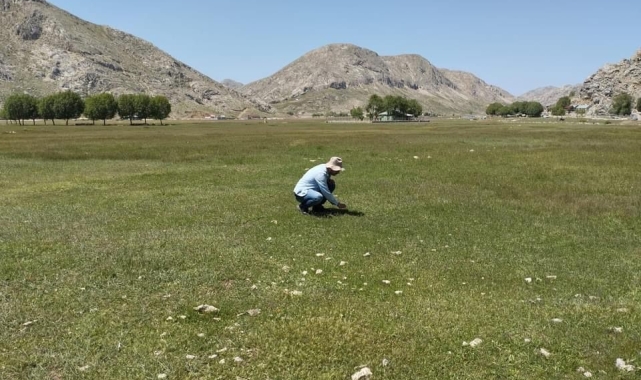 Gazipaşa'nın yaylalarında çekirge sürvey çalışması yapıldı