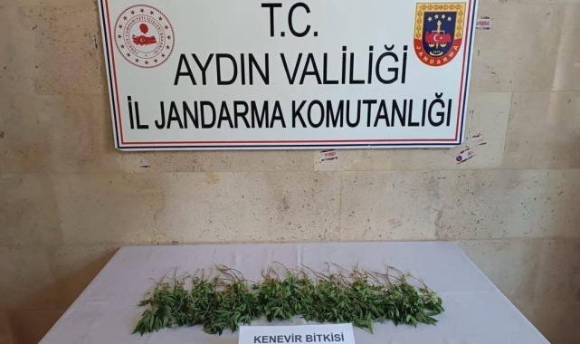 Germencik'te 25 adet hint keneviri ele geçirildi