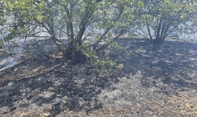 Güney'de orman yangını