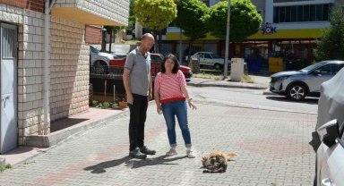 Hasta kedileri tedavi eden Bozüyük Belediyesi'ne hayvanseverden teşekkür