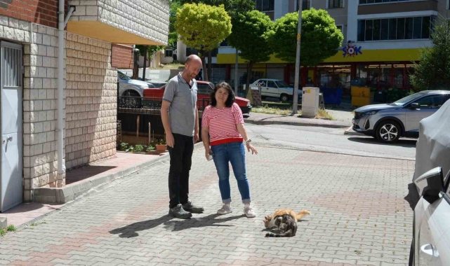 Hasta kedileri tedavi eden Bozüyük Belediyesi'ne hayvanseverden teşekkür