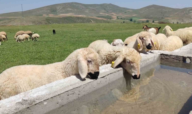 Hayvancılığın gelişmesi için mera alanları yeşilleniyor
