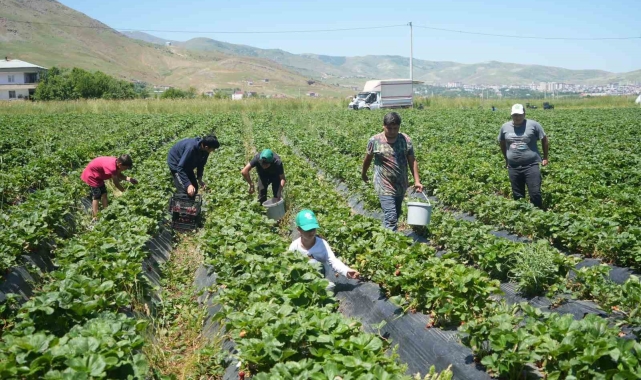 İlk hasattan 1,5 milyon TL ekonomiye katkı sağlandı