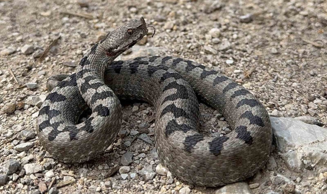 Isırdığında öldüren yılan türü Bolu'da görüntülendi