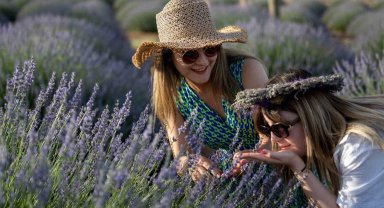 Isparta'da aşırı sıcaklardan dolayı lavantalar erken açtı