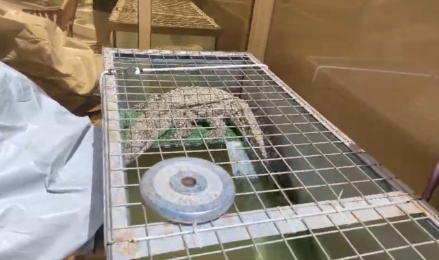 İstanbul'da kazaklı timsah operasyonu: Timsahı tasma takıp gezdirdi