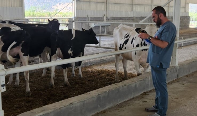 İthal süt sığırlarının karantina işlemleri başladı