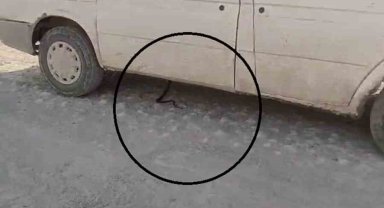 İzleyenleri gülümseten yılan kovalamacası araçta son bulunca yaşanan panik kamerada