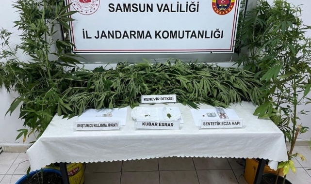 Jandarmadan kenevir operasyonu