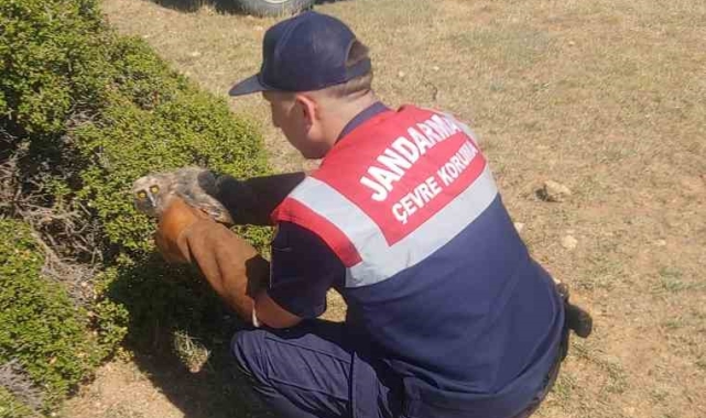 Jandarmanın bulduğu yaralı baykuş tedavi altına alındı