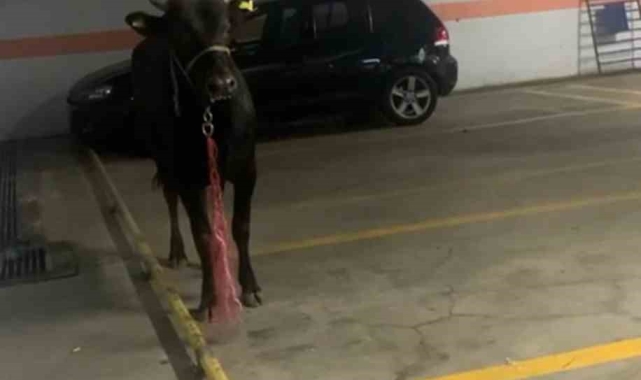 Kağıthane'de kurbanlık boğa otoparka girdi: Ekiplerle köşe kapmaca oynadı