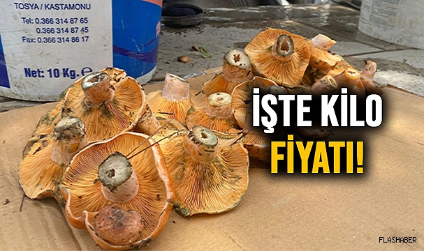 KANLICA MANTARI TEZGAHTAKİ YERİNİ ALDI!