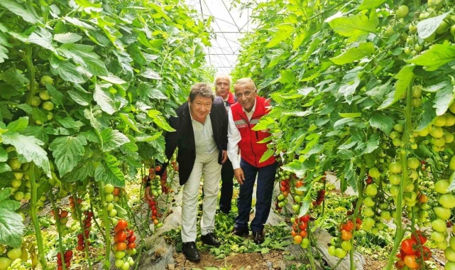 Karadeniz'in en büyük sebze serasında sezonun ilk domates hasadı yapıldı