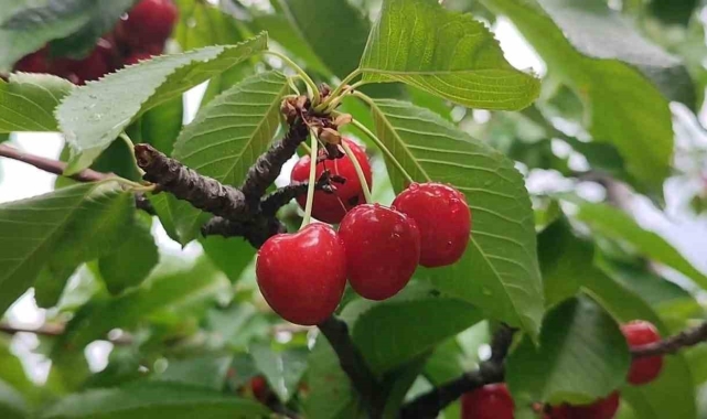 Karı ve soğuğuyla meşhur Erzurum'da kiraz hasadı