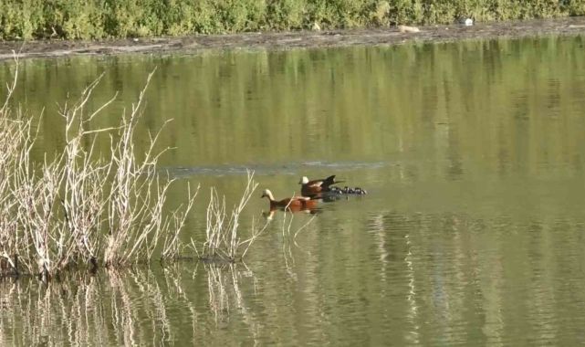 Kars'ta angut kuşlarının kavgası kamerada