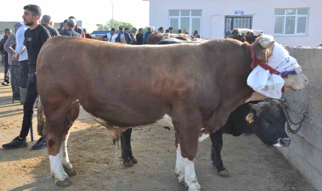 Kars'ta kurban satışları başladı