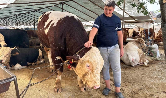Kartal'da kurban pazarının şampiyonu 1320 kilo ağırlığındaki tosun alıcısını bekliyor